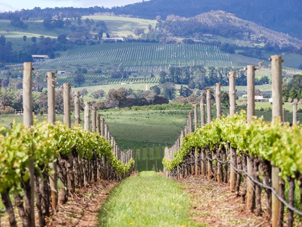 the grape vines at Philip Shaw Wines