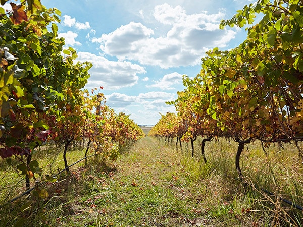 Rose Hill Wines Vneyard
