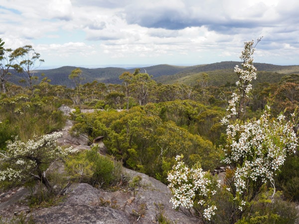 wildflowers along the trail from Wentworth Falls to Murphy's Glen