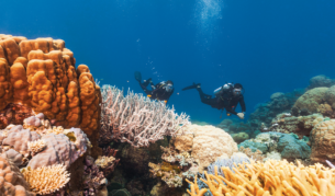 where to dive and snorkel Great Barrier Reef