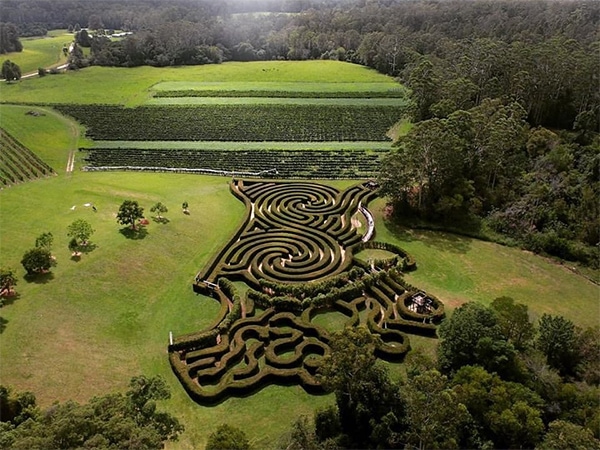 Bago Maze and Winery