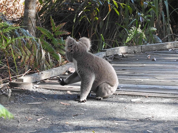 Tilligerry Habitat
