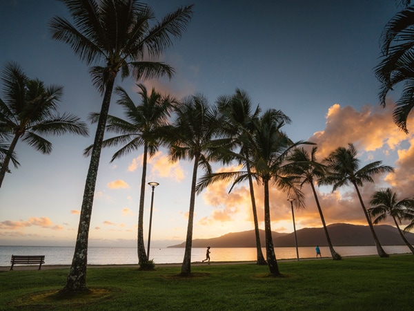 tall palm trees along Cairns Esplanade
