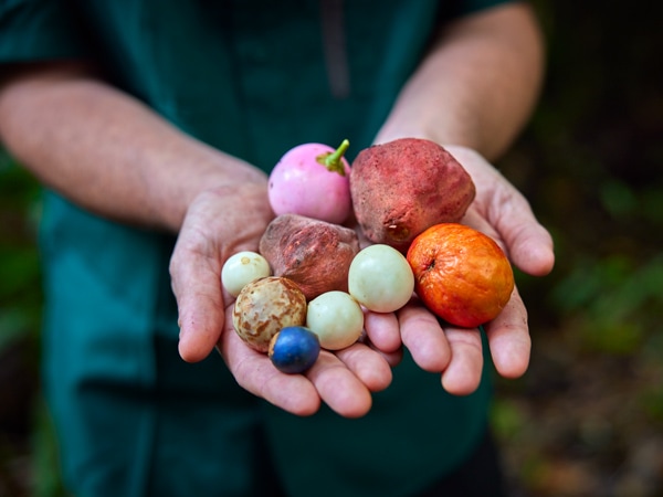 a handful of wild fruits at Daintree Discovery Centre