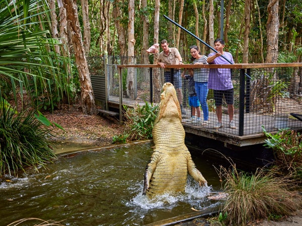 a group of tourists feeding a crocodile in Cairns