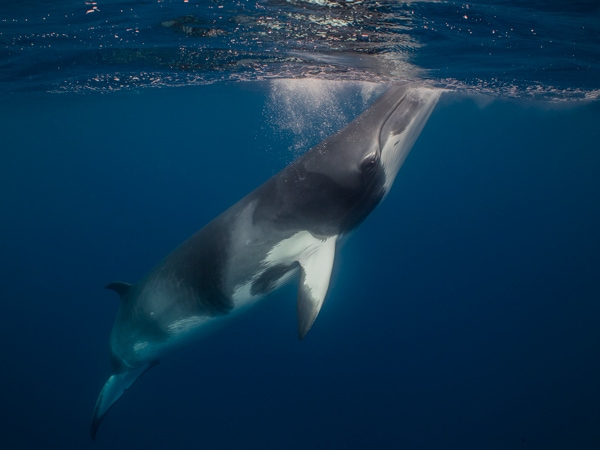 a minke whale swimming in the water