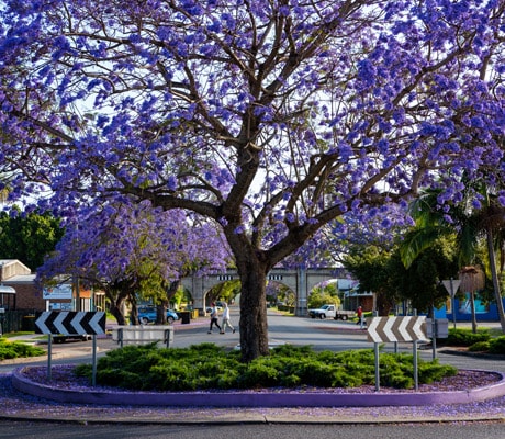 Jacarandas in bloom on a roundabout in Grafton