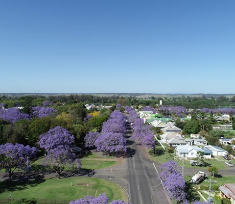 Admiring the jacarandas in Grafton from above