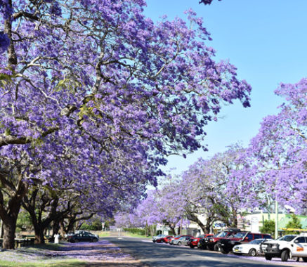 How to See Grafton's Jacarandas | Australian Traveller