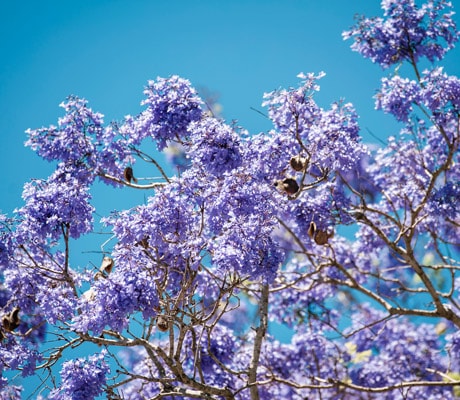 Grafton Jacarandas