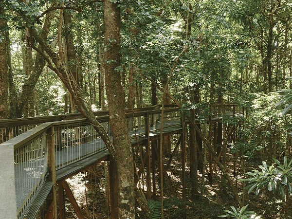 Rainforest Boardwalk