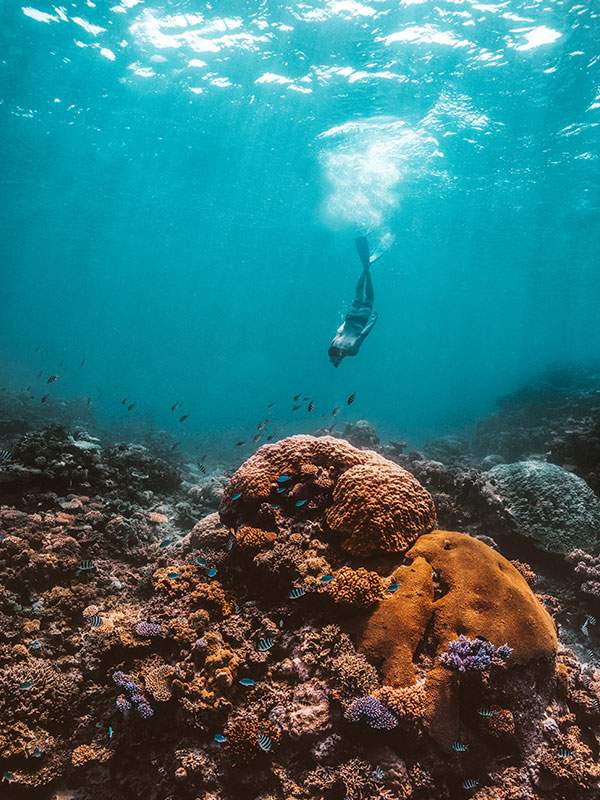 Great Barrier Reef snorkelling