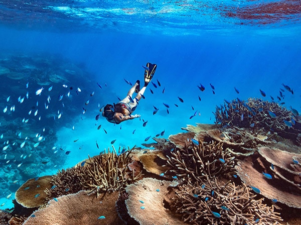 Orpheus-Island snorkel