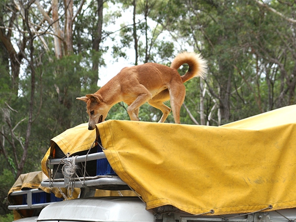 Dingo on caravan