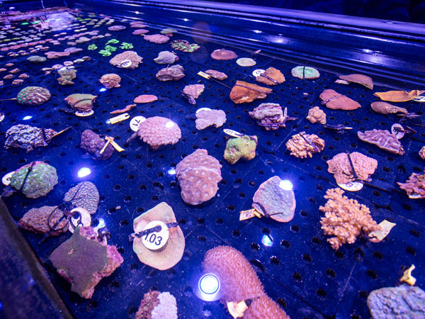 a large display of rocks and corals in a glass, Forever Reef Project, Port Douglas
