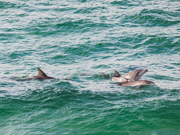 Spot dolphins at Main Beach in Yamba.