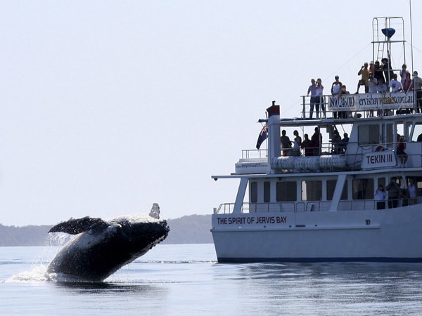 Whale watching in Jervis Bay