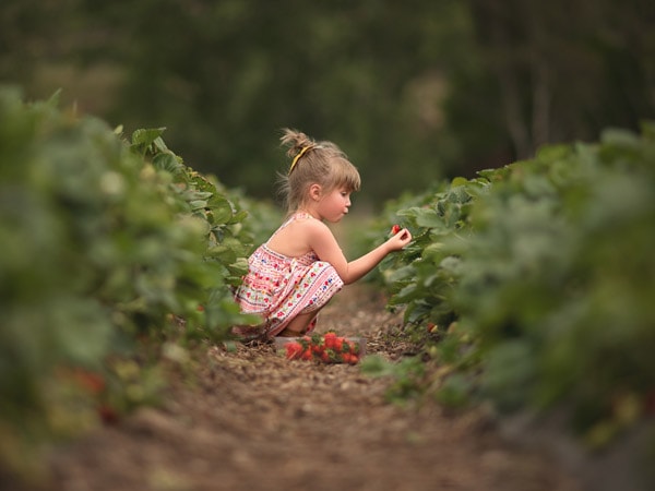 Little girl picks berries at Beerenberg Farm in Hahndorf SA