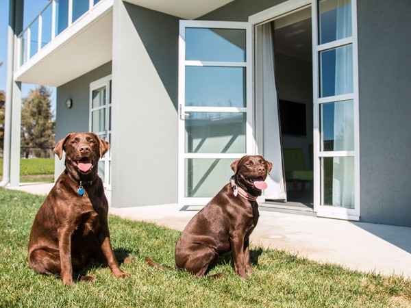 two dogs sitting outside a unit at Abode Hotel Canberra