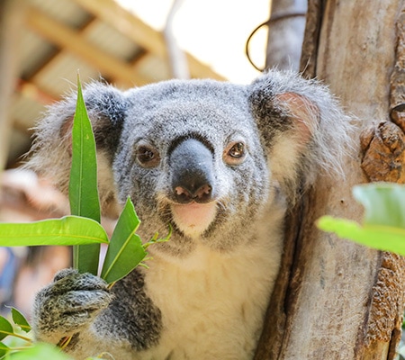 Koala at Blackbutt Reserve, Newcastle