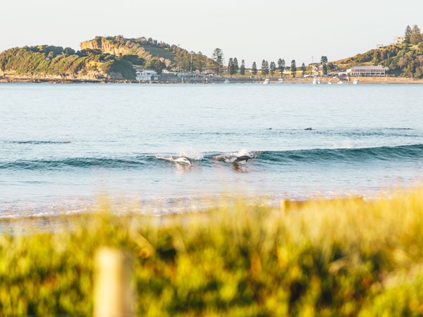 Dolphins in the water at Terrigal Beach
