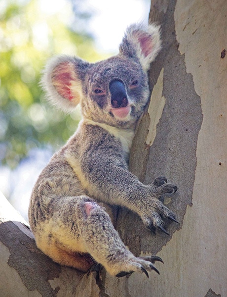 Koala, Noosa