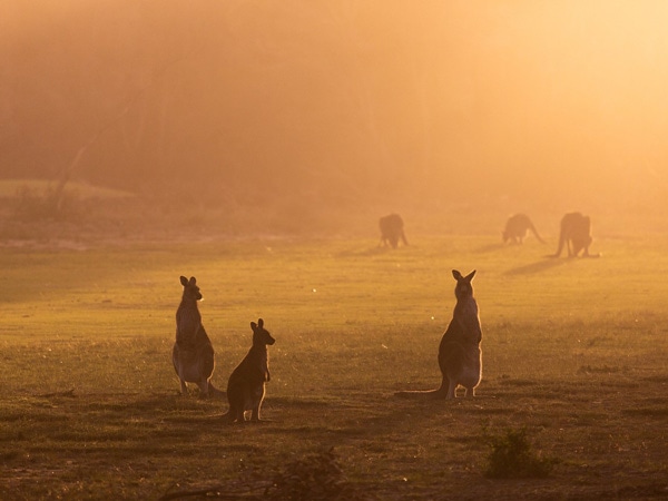 Kangaroos on the golf course in Mallacoota