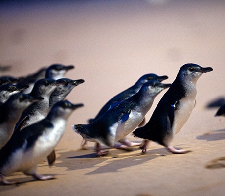 Penguins on Phillip Island