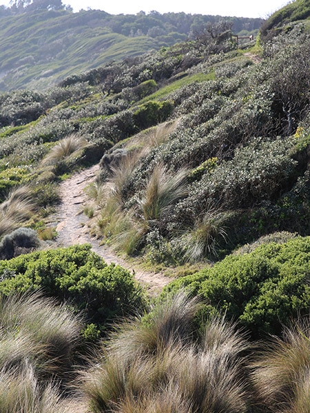 West Cape trail, East Gippsland