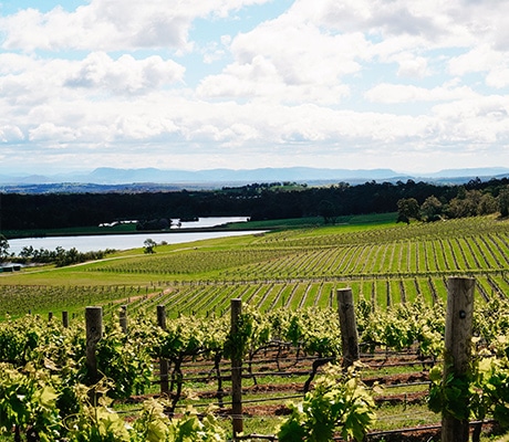 1813 Vineyard, Hunter Valley