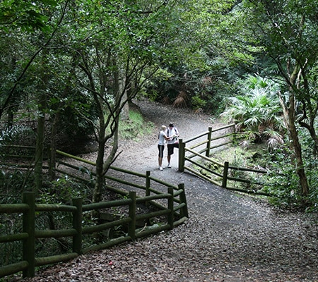 Rainforest Walk, Blackbutt Reserve, Newcastle