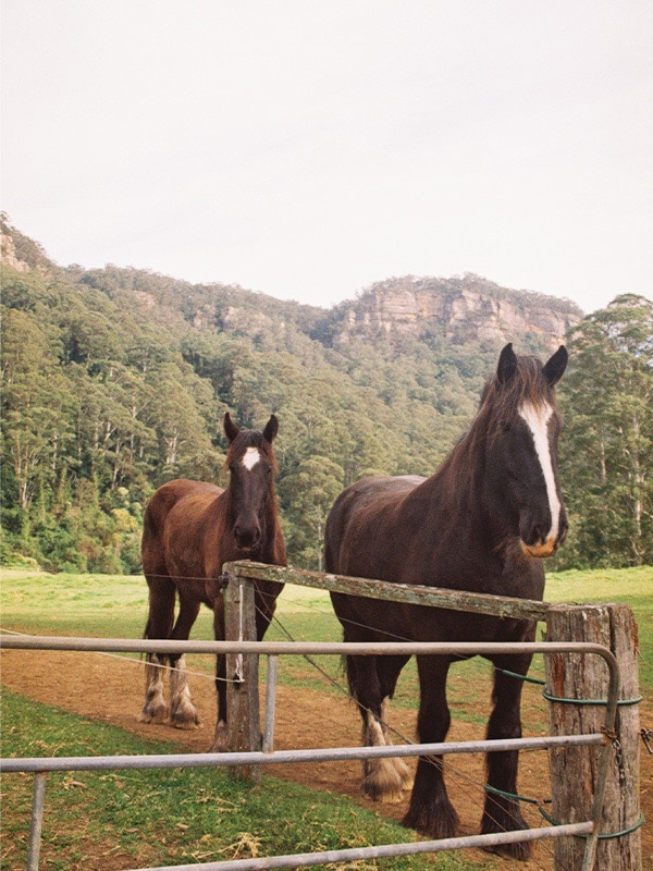 Horses at Barranca, Kangaroo Valley
