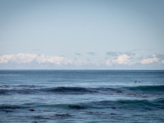Rosie Hastie - dolphins in the ocean