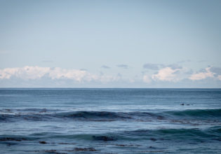 Rosie Hastie - dolphins in the ocean