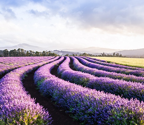 Bridestowe Lavender Estate, Tasmania