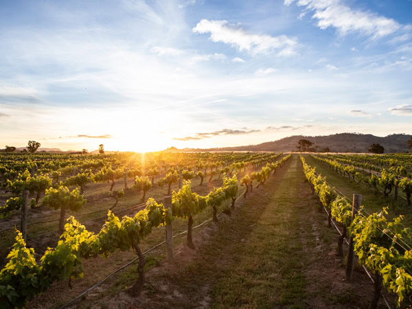 the vineyard at Burnbrae Wines