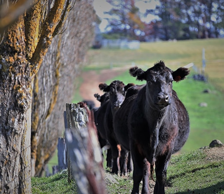 Cattle at Cadogan Country House, Bathurst