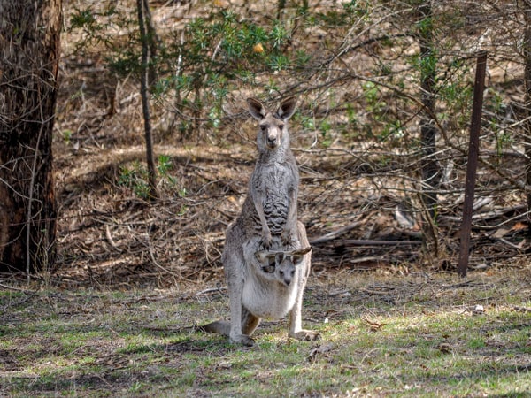 the resident kangaroos at Capertee Campground