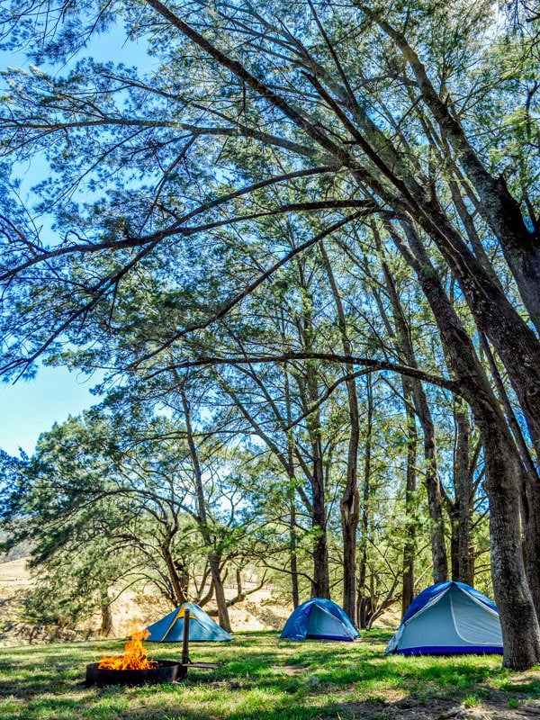 a tent set up under the trees by the campfire at Capertee Campground
