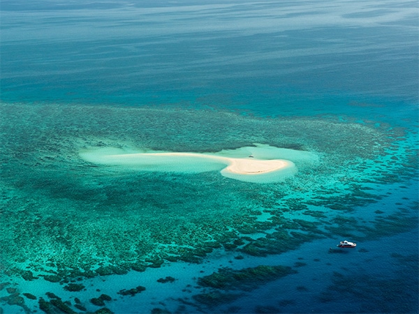 Coral Spawning In The Great Barrier Reef