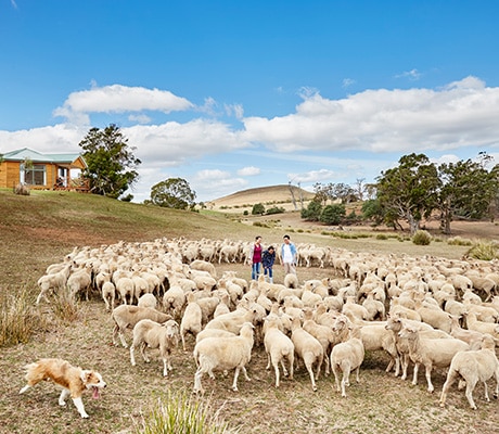 Curringa Farm, Tasmania