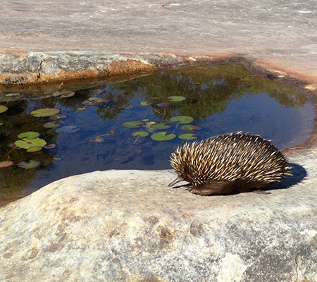 Echidna at Australia Walkabout Wildlife Park, Central Coast