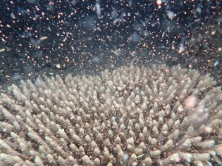 The annual coral spawning on the Great Barrier Reef at Flynn Reef