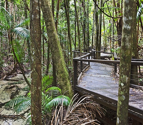 Fraser Island rainforest