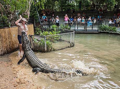 Cros feeding Hartley's Crocodile Adventures