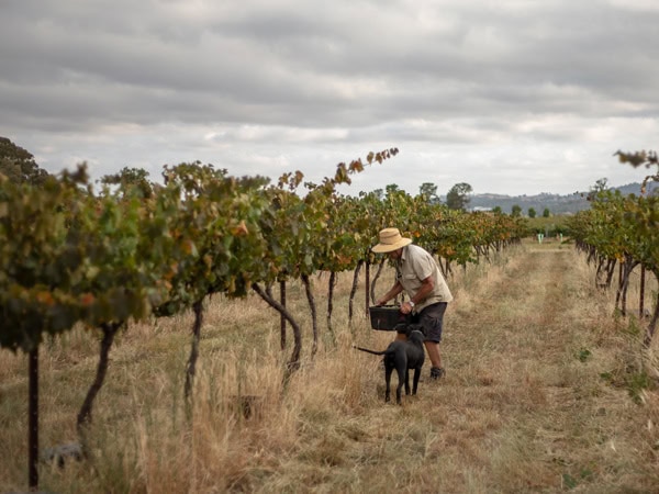 a vineyard staff working at Heslop Wines, Mudgee