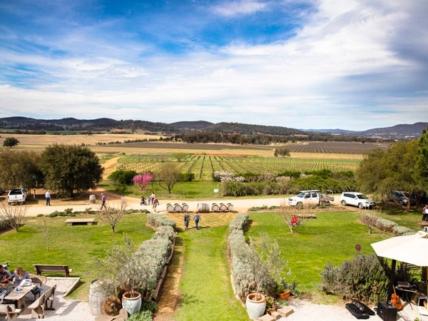 the sprawling vineyards at Lowe Wines & Co.