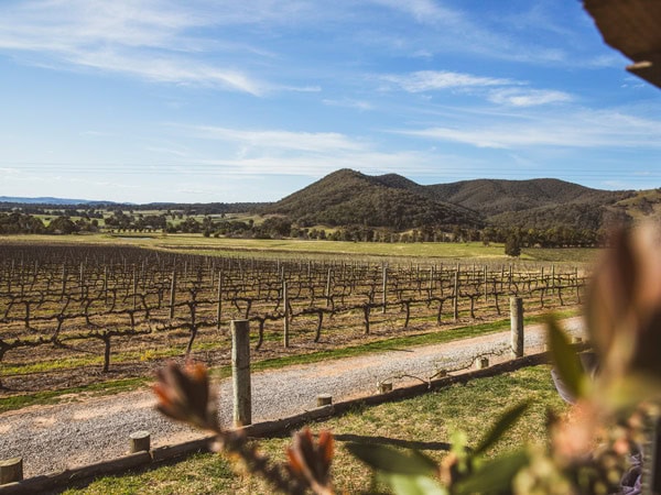 the scenic vineyard in Moothi Estate, Mudgee