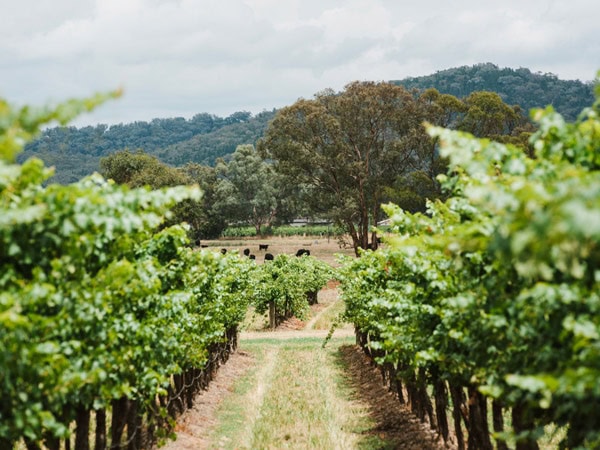 lush greenery at Robert Stein winery and vineyard, Mudgee