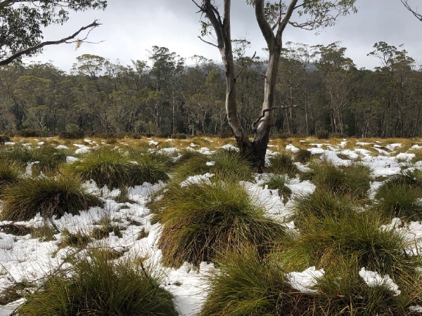 Snow melts over the buttongrass plains